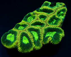 Favites Complanata L