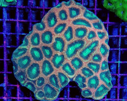 Favites Complanata Xl