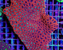Favites Spp. (Red) M