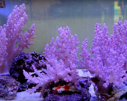 Lithophyton Spp. (Grade A) Ml