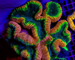 Lobophyllia Spp. (Splitcolor) (Premium) M
