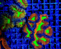 Lobophyllia Spp. (Splitcolor) (Premium) S