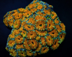 Micromussa Spp. (Premium) Xs