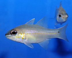 Ostorhinchus Chrysopomus M