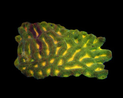 Platygyra Spp. (Ultra) Xxl