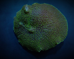 Platyzoanthus Mussoides (Green) S
