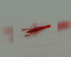 Sandimenes Hirsutus M