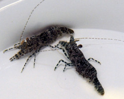 Saron Marmoratus (Femmina) S