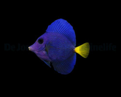 Zebrasoma Xanthurum S