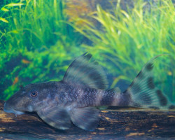 Panaqolus Sp. L206  S/M