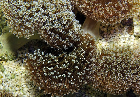 Sarcophyton Sp. M