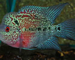 Cichlidae Sp. Flowerhorn Red S