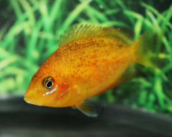 Etroplus Maculatus S