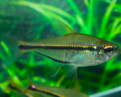 Hemigrammus Barrigoniae M