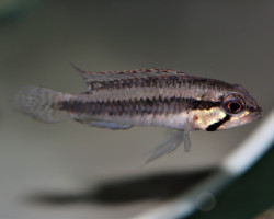 Apistogramma Psammophila S/M