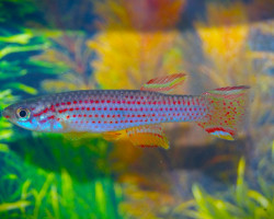 Aphyosemion Striatum L