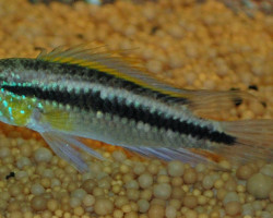 Apistogramma Cruzi L