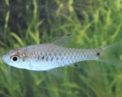 Oreichthys Parvus M