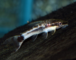 Otocinclus Mimulus L