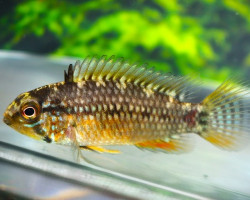 Apistogramma Sp. Vielfleck M