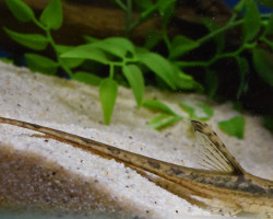 Sturisomatichthys Aureus M