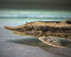 Sturisoma Robustum M