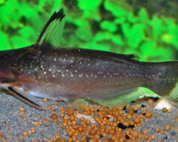 Auchenipterichthys Thoracatus M