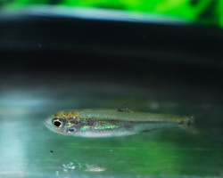 Opsariichthys Kaopingensis F1 S