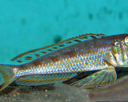 Xenotilapia Ochrogenys Ndole M