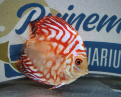 S. Aequifasciatus Red Map S/M