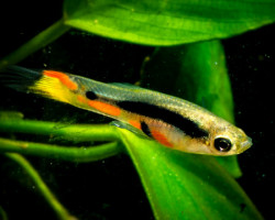 Poec. Wingei Campoma 35 (M/F) M