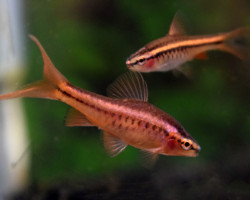 Puntius Titteya Long Fin S/M