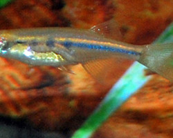 Neochela Dadiburjori M