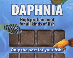 Daphnia 100 Gr Blister - 24 Cube New Line M20