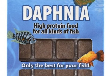 Daphnia 100 Gr Blister - 24 Cube New Line M20