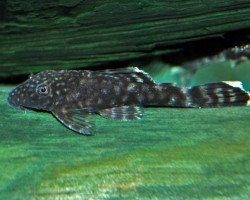 Ancistrus Dolichopterus S