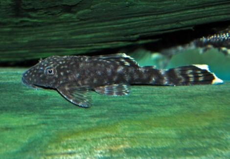 Ancistrus Dolichopterus S