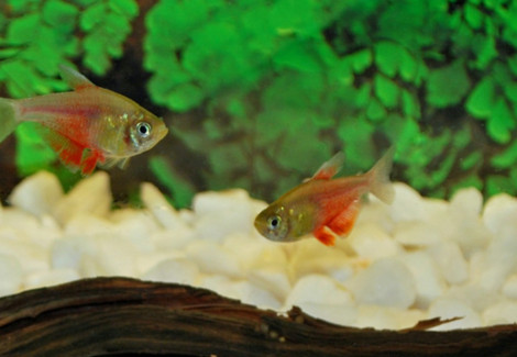 Hyphessobrycon Flammeus Orange M/L